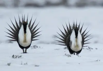 Surveys indicate the sage grouse may be functionally extinct in North Dakota