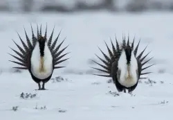 Surveys indicate the sage grouse may be functionally extinct in North Dakota