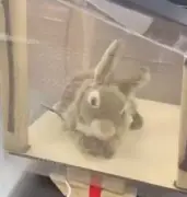 Florida deploys furry robot rabbits to fight invasive Burmese python overpopulation