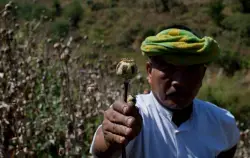 El cultivo de opio en Myanmar alcanza su nivel más alto en una década, según la ONU